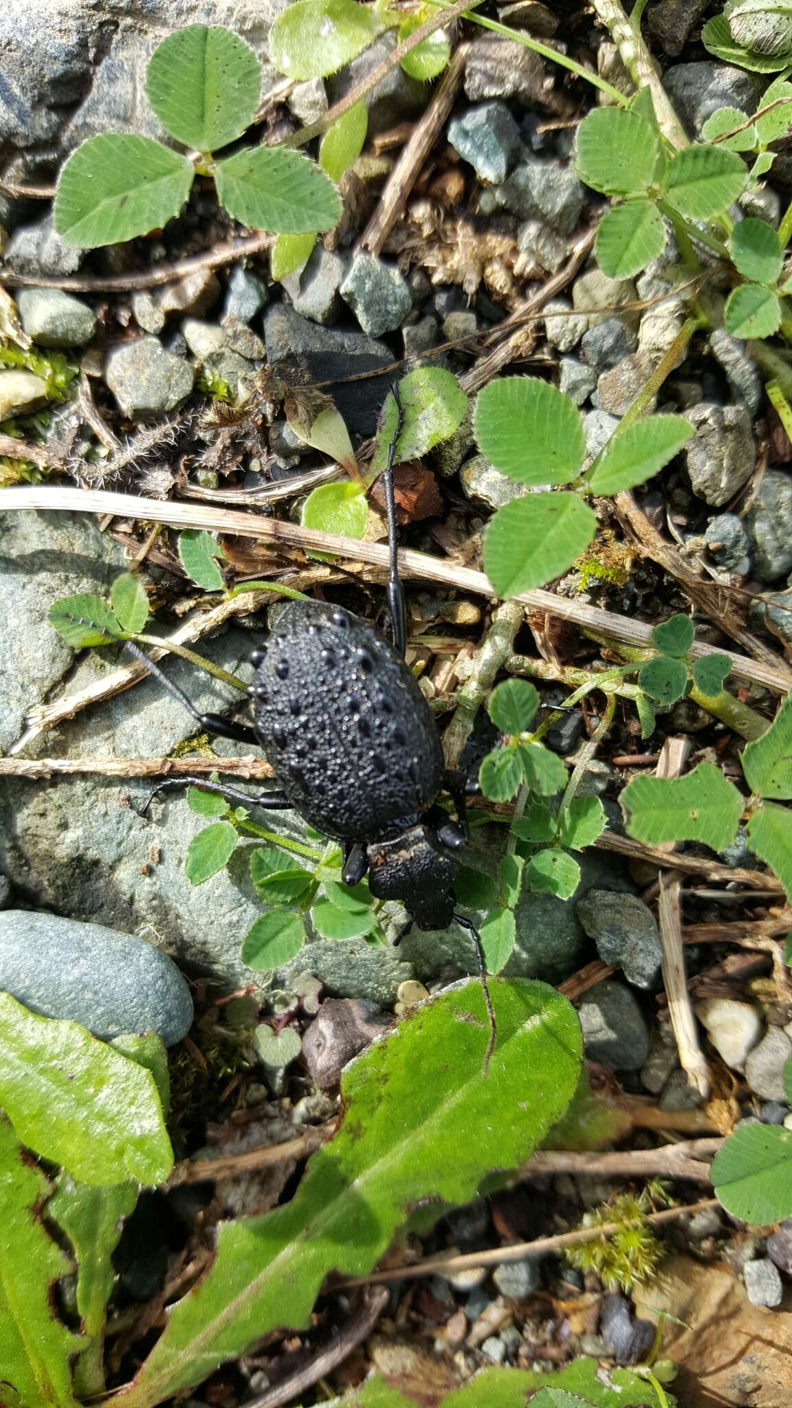 Cychrus tuberculatus T. W. Harris 1839的圖片