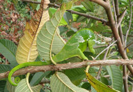 Image of West Usambara Blade-horned Chameleon