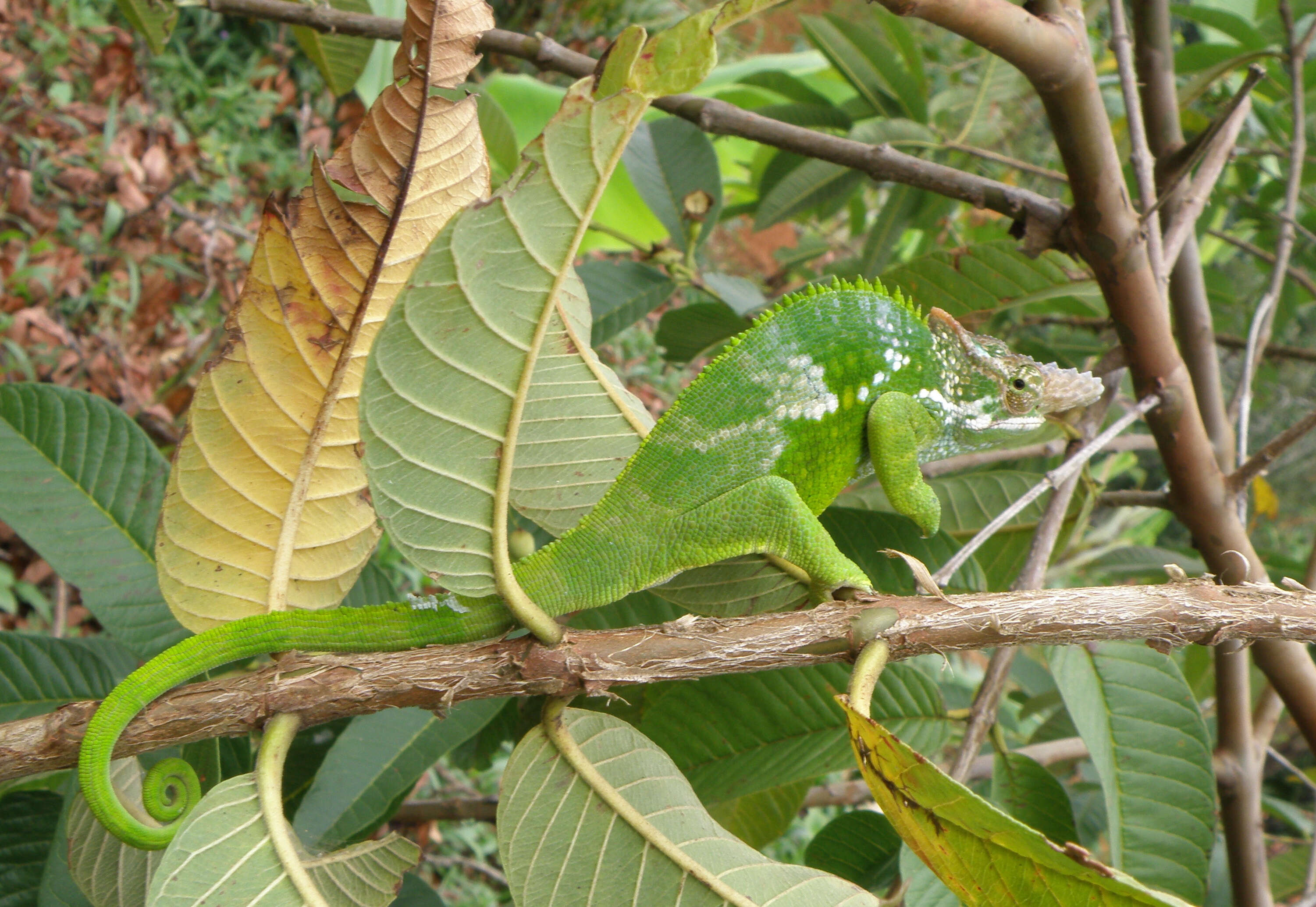 Image of West Usambara Blade-horned Chameleon