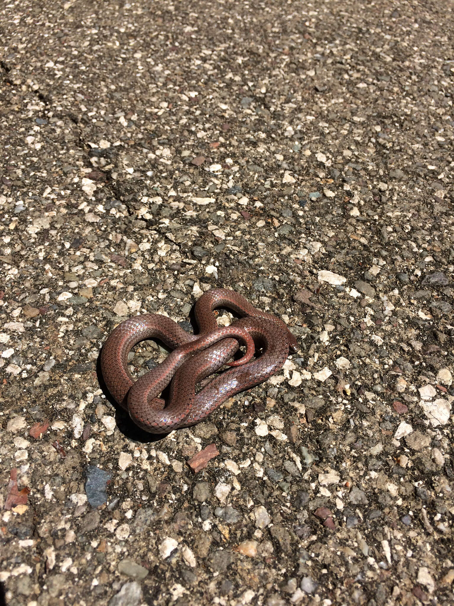 Image of Sharp-tailed Snake