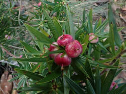 Imagem de Cyathodes glauca Labill.