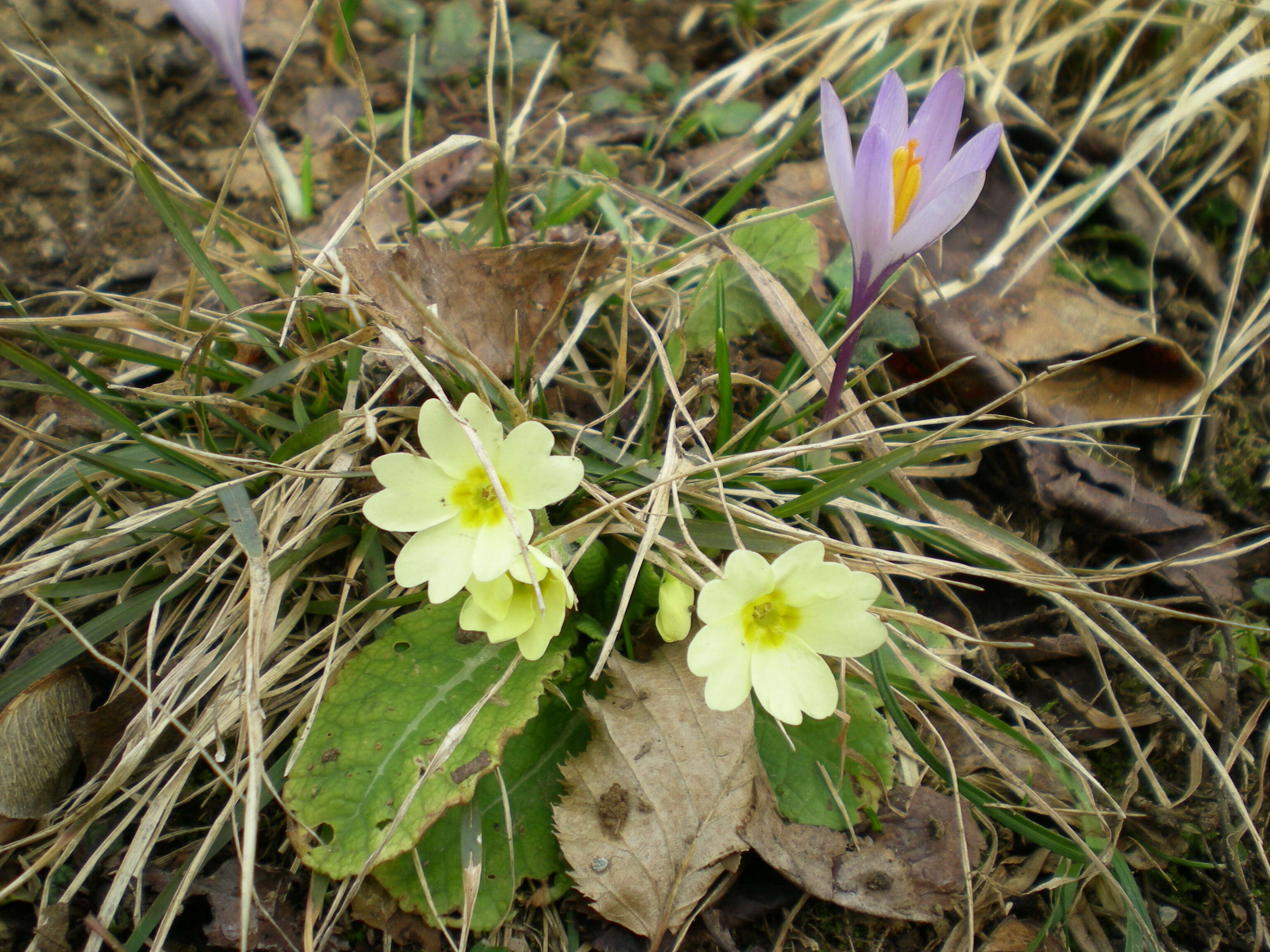 Image of Primrose