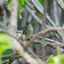 Imagem de Elaenia martinica caymanensis Berlepsch 1907