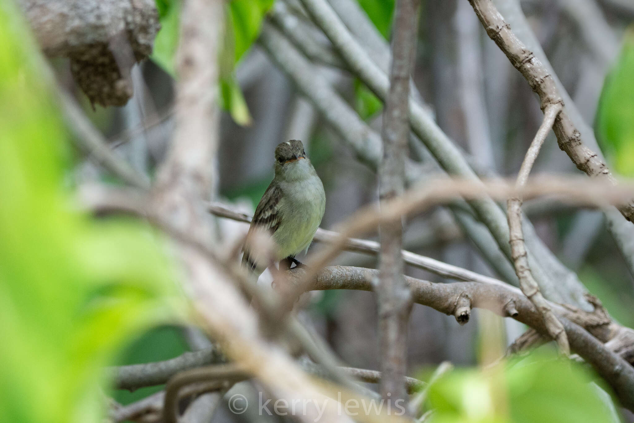 Imagem de Elaenia martinica caymanensis Berlepsch 1907