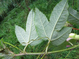 Image of Passiflora pinnatistipula Cav.