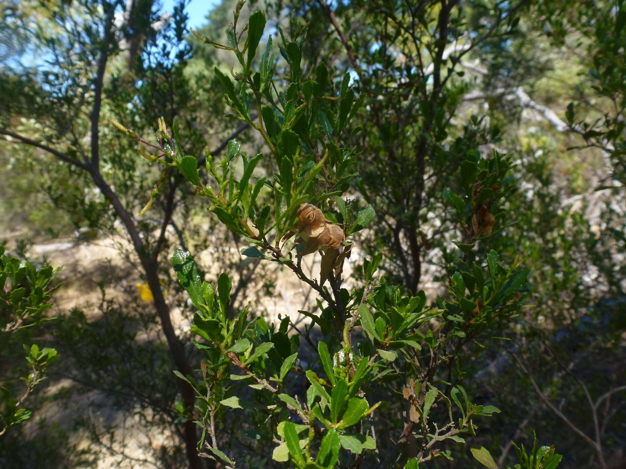 Image of wedge-leaf hopbush