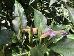 Strobilanthes longespicatus Hayata resmi