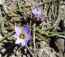 Image of crocus-leaved ROMULEA