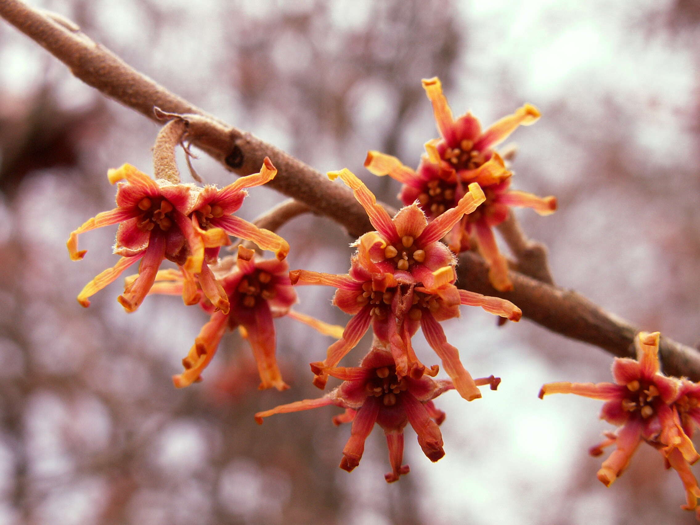 Image of Ozark Witch-Hazel