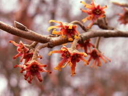 Image of Ozark Witch-Hazel