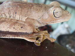 Image of Blacksmith tree frog