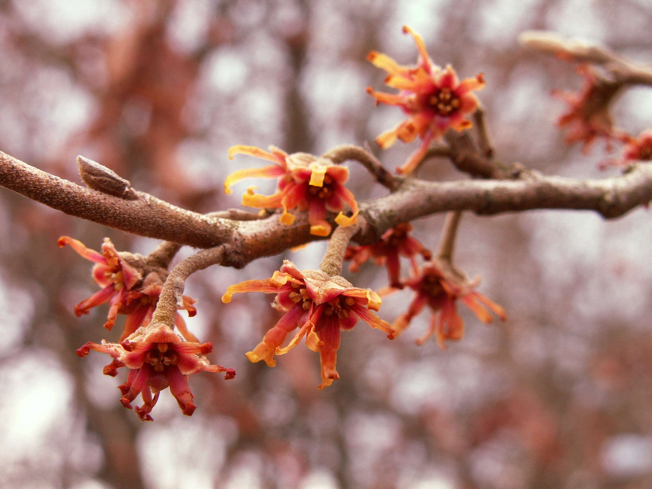 Image of Ozark Witch-Hazel