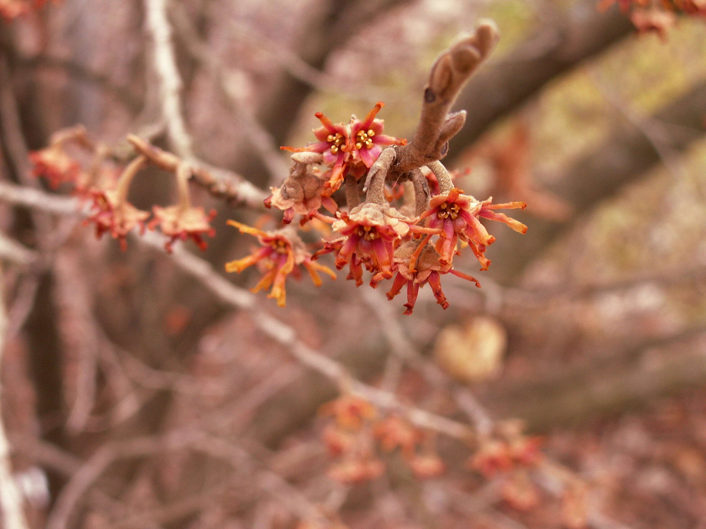 Image of Ozark Witch-Hazel