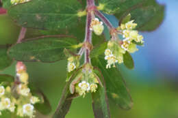 Euphorbia lasiocarpa Klotzsch的圖片