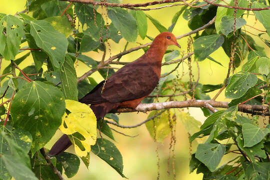 صورة Macropygia tenuirostris Bonaparte 1854