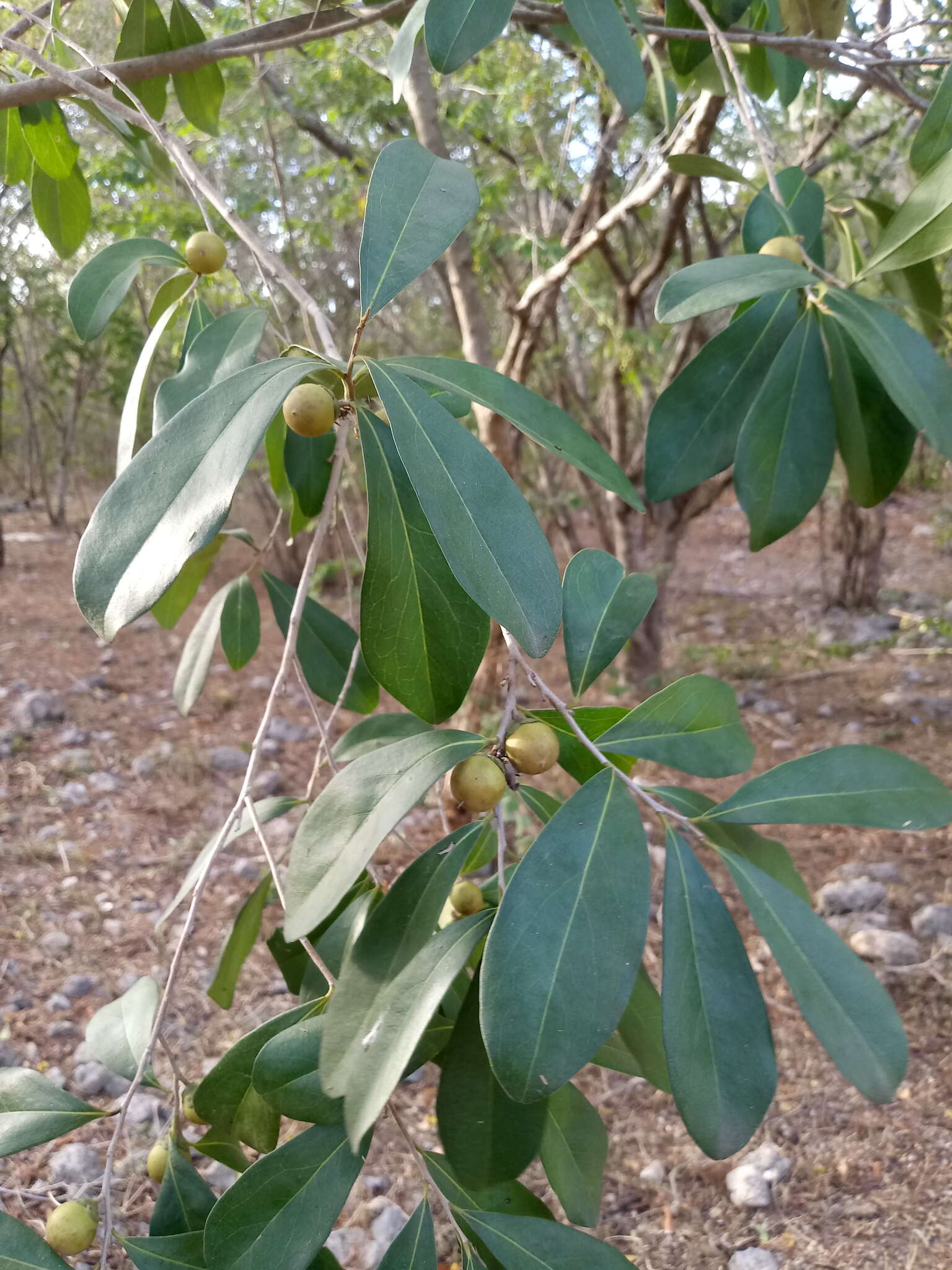 Sivun Diospyros tetrasperma Sw. kuva