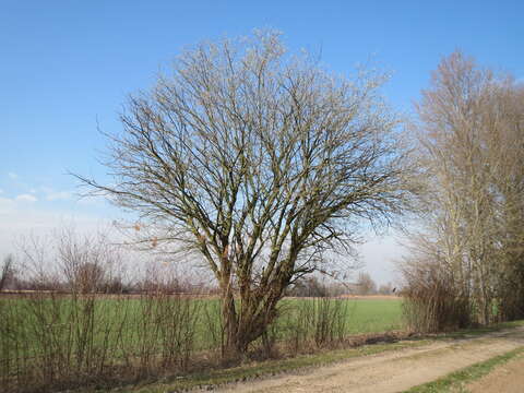 Image of goat willow