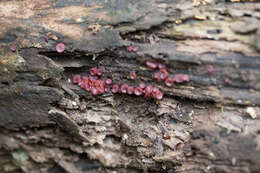 Image of Ascocoryne sarcoides (Jacq.) J. W. Groves & D. E. Wilson 1967