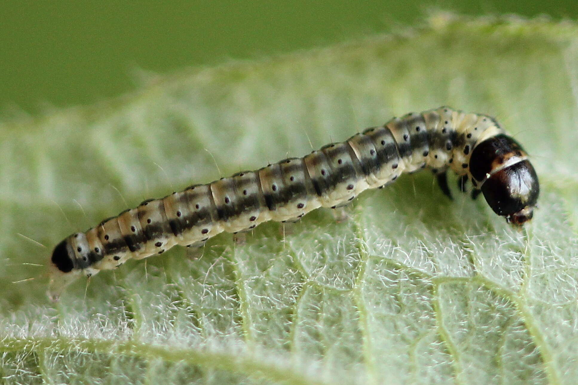 Image of Psoricoptera gibbosella Zeller 1839