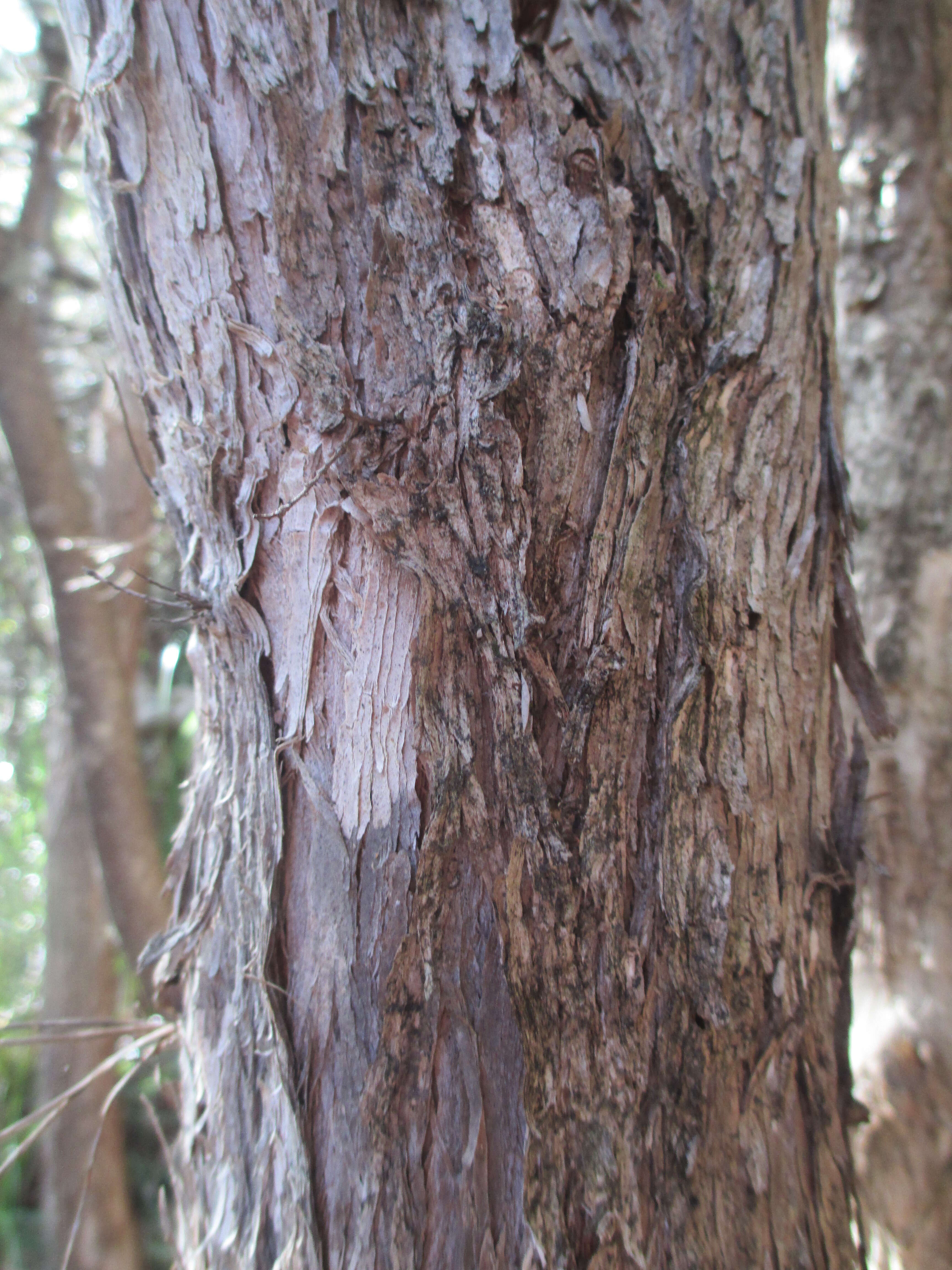 Sivun Leptospermum lanigerum (Ait.) Sm. kuva