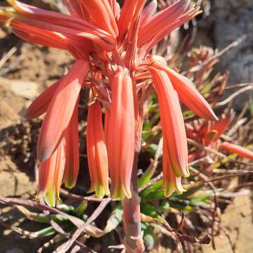 Image of Aloe chortolirioides var. woolliana (Pole-Evans) Glen & D. S. Hardy