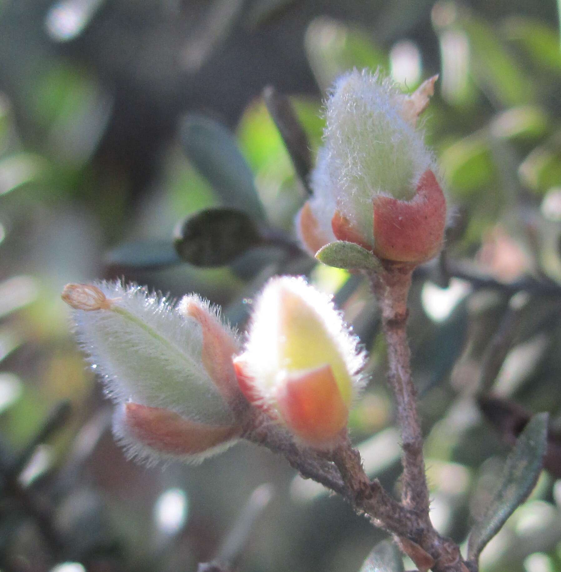 Sivun Leptospermum lanigerum (Ait.) Sm. kuva