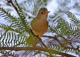 Image of African Reed Warbler