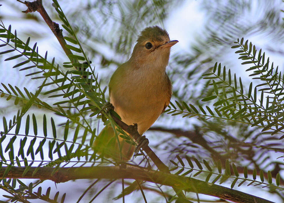 Image of African Reed Warbler