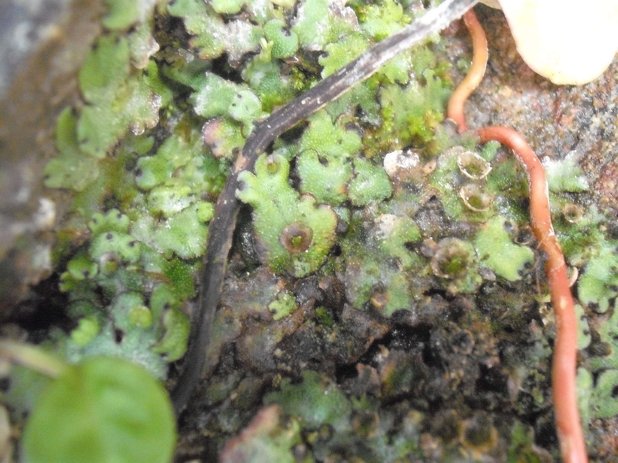 Image of Marchantia foliacea Mitt.