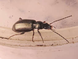 Image of Agonum (Europhilus) micans (Nicolai 1822)