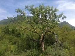 Imagem de Ipomoea murucoides Roem. & Schult.