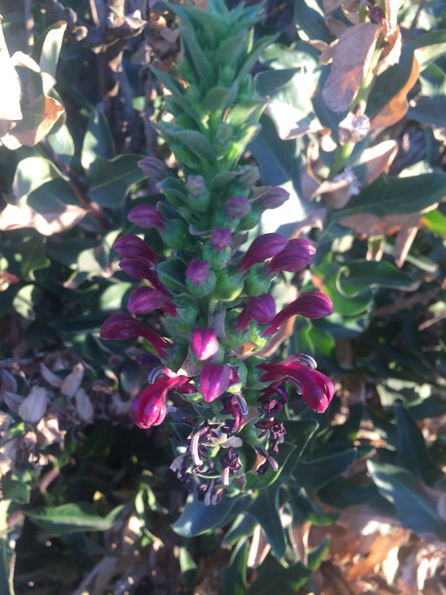 Image de Lobelia polyphylla Hook. & Arn.