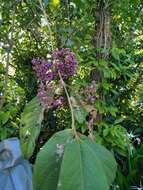 Image de Callicarpa pedunculata R. Br.