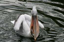 Image of Dalmatian Pelican