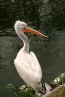 Image of Dalmatian Pelican