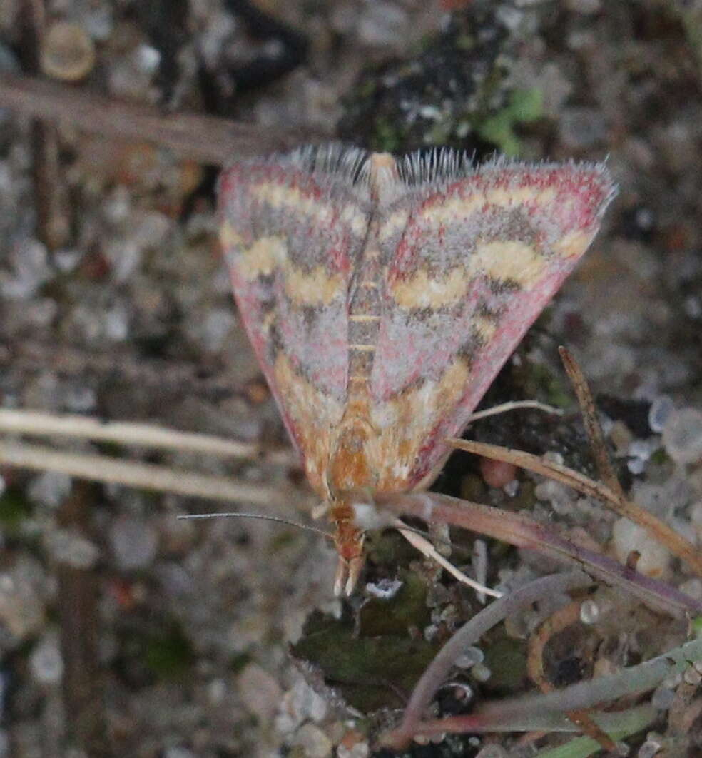 Image de Pyrausta ostrinalis Hübner 1796