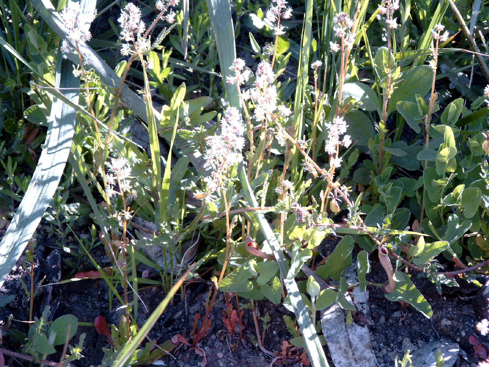 Image of rampion mignonette