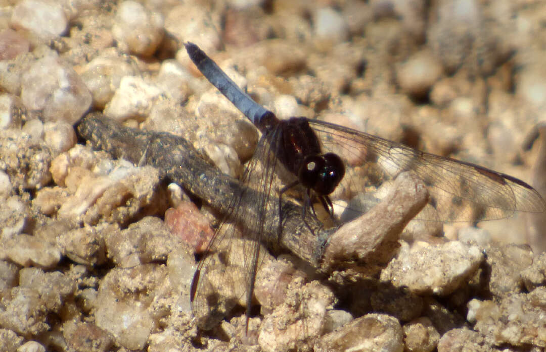 Sivun Erythrodiplax basifusca (Calvert 1895) kuva