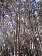 Sivun Leptospermum lanigerum (Ait.) Sm. kuva