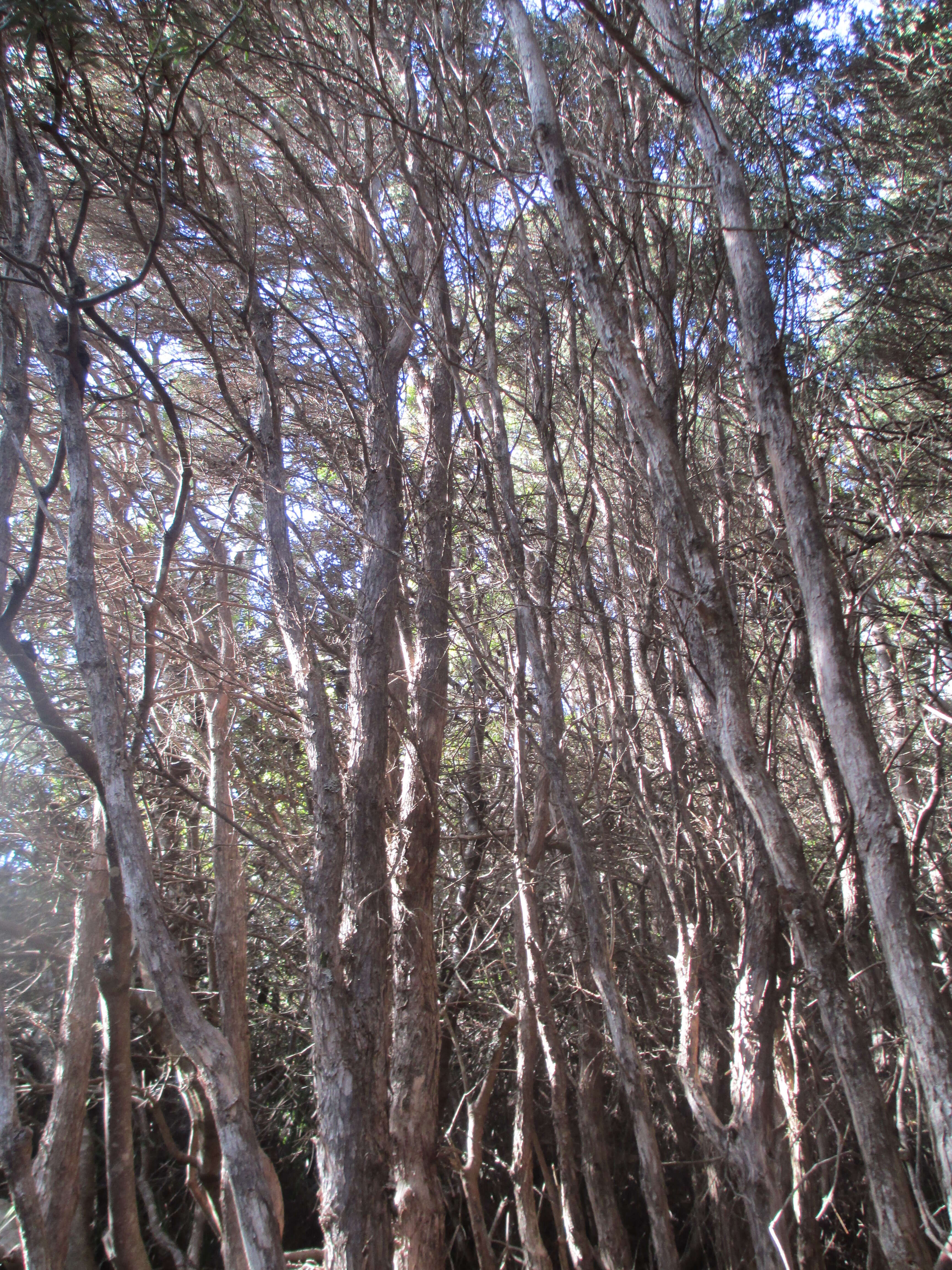 Sivun Leptospermum lanigerum (Ait.) Sm. kuva