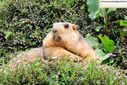 Imagem de Marmota himalayana (Hodgson 1841)