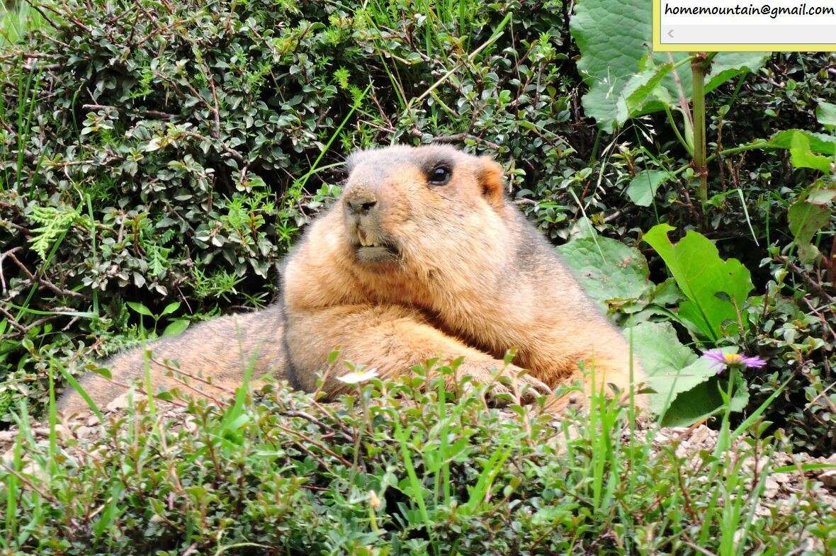 Image of Himalayan Marmot