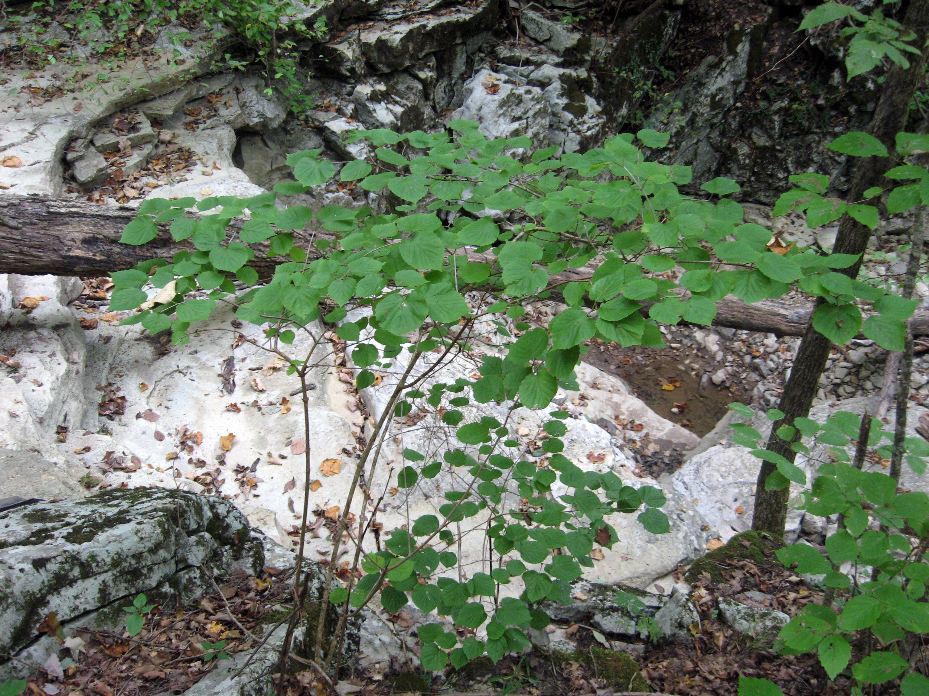 Image of bracted arrowwood