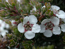 Sivun Leptospermum lanigerum (Ait.) Sm. kuva