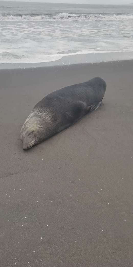 Image of Juan Fernández Fur Seal