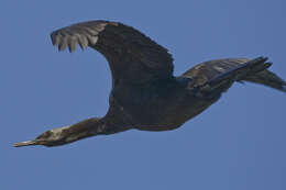 Image of Phalacrocorax Brisson 1760