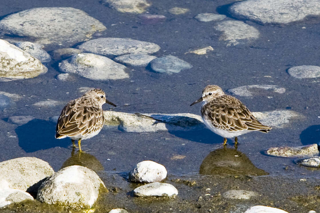 Image of Least Sandpiper