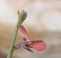 صورة Indigofera leptocarpa Eckl. & Zeyh.