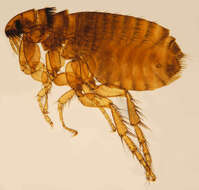 Image of Cat Flea