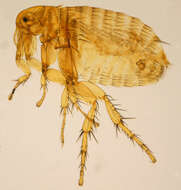 Image of Oriental rat flea